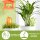 Scheurich Wasserspender Bördy M | 2er Set Lila/Orange | 220 ml Füllmenge | Bewässerungskugel klein mit Ton Fuß | Wasserspender Pflanzen und Blumen Terrakotta Stiel