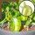 Scheurich Wasserspeicher Bördy XL | 1x Grün | 620ml Füllmenge | Bewässerungskugel klein mit Ton Fuß | Wasserspender Pflanzen und Blumen Terrakotta Stiel