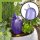 Scheurich Wasserspeicher Bördy XL | 1x Lila | 620ml Füllmenge | Bewässerungskugel klein mit Ton Fuß | Wasserspender Pflanzen und Blumen Terrakotta Stiel