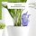 Scheurich Wasserspender Bördy M | 1 x Lila | 220ml Füllmenge | Bewässerungskugel klein mit Ton Fuß | Wasserspender Pflanzen und Blumen Terrakotta Stiel