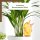 Scheurich Wasserspender Bördy M | 1 x Orange | 220ml Füllmenge | Bewässerungskugel klein mit Ton Fuß | Wasserspender Pflanzen und Blumen Terrakotta Stiel