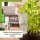 Scheurich Wasserspender Copa M | 2er Set Grün/Transparent |150 ml Füllmenge | Bewässerungskugel klein mit Ton Fuß | Wasserspender Pflanzen und Blumen Terrakotta Stiel